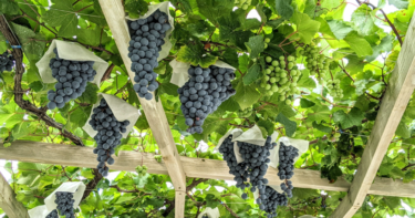 <a>日本の赤ワインを知るならこのブドウから！マスカットベリーA</a>とは？